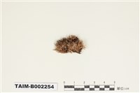 藏品(白髮苔屬)的圖片